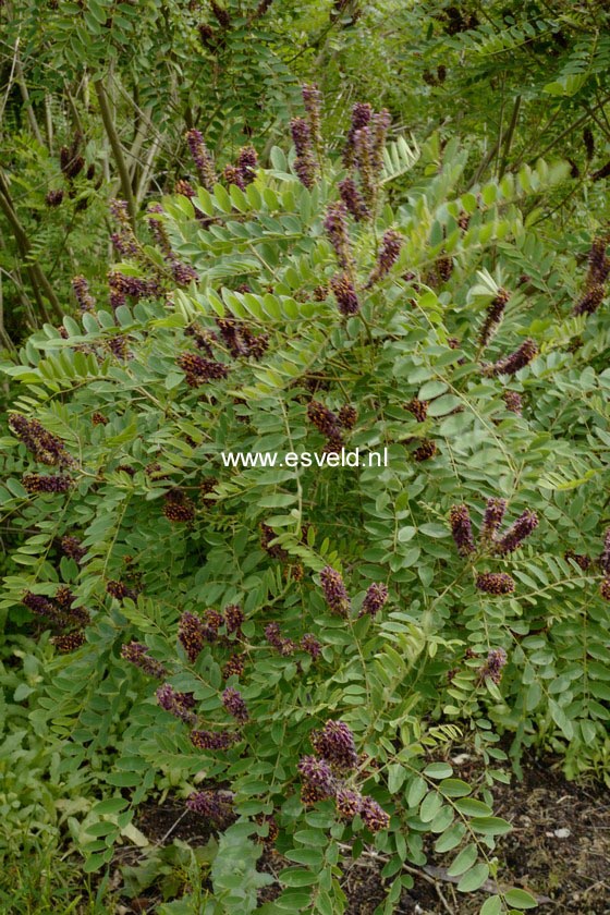Amorpha fruticosa