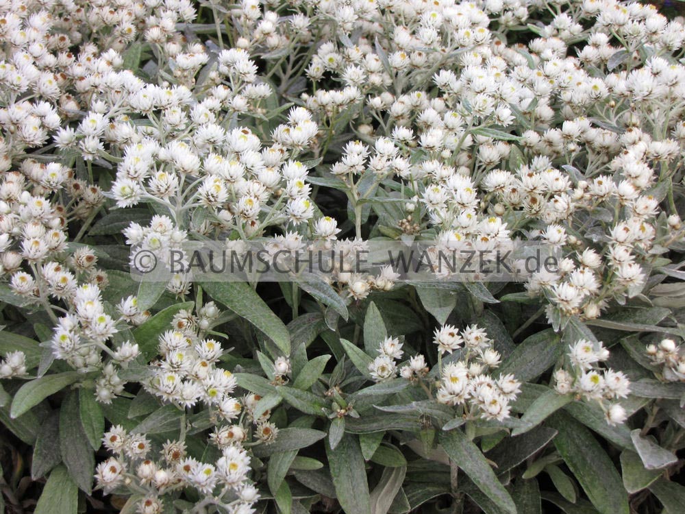 Anaphalis triplinervis 'Sommerschnee'