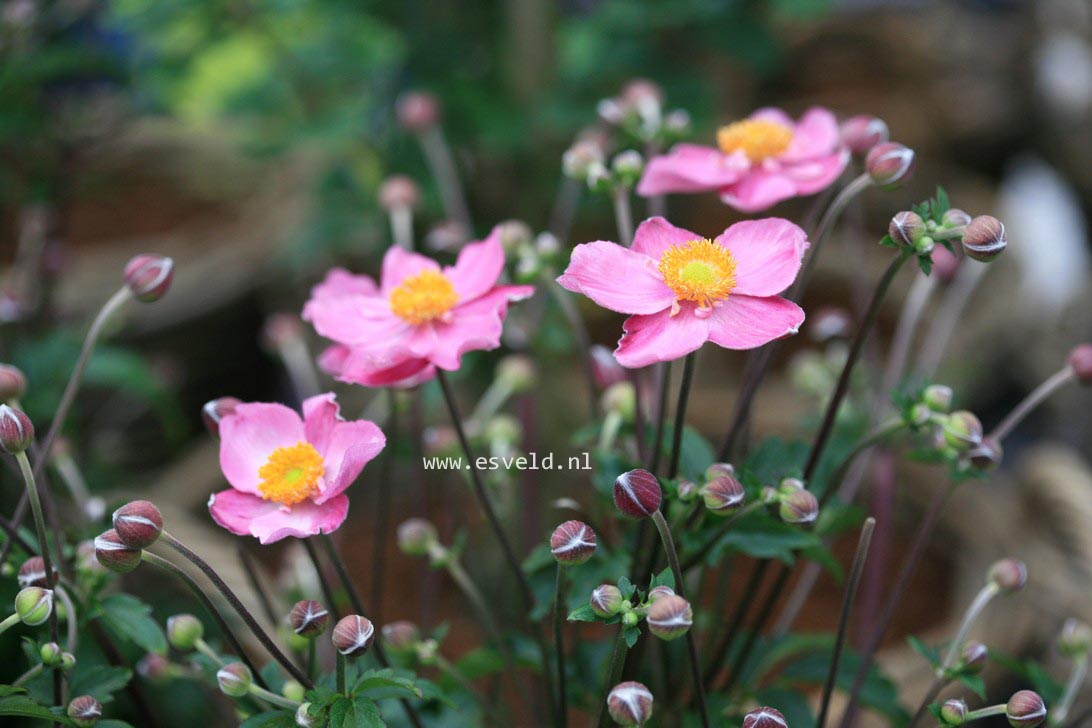 Anemone hybrida 'Pocahontas' (FANTASY)