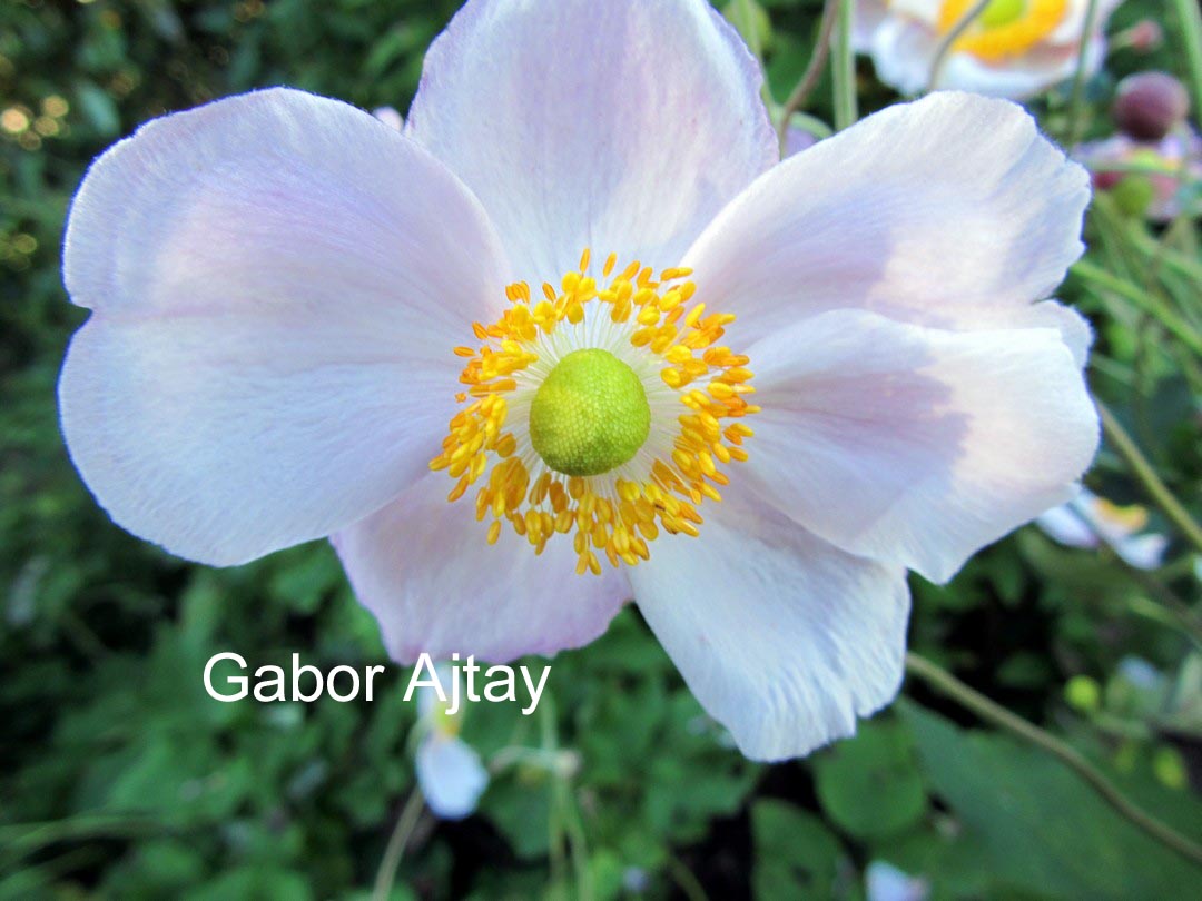 Anemone hybrida 'Richard Ahrens'