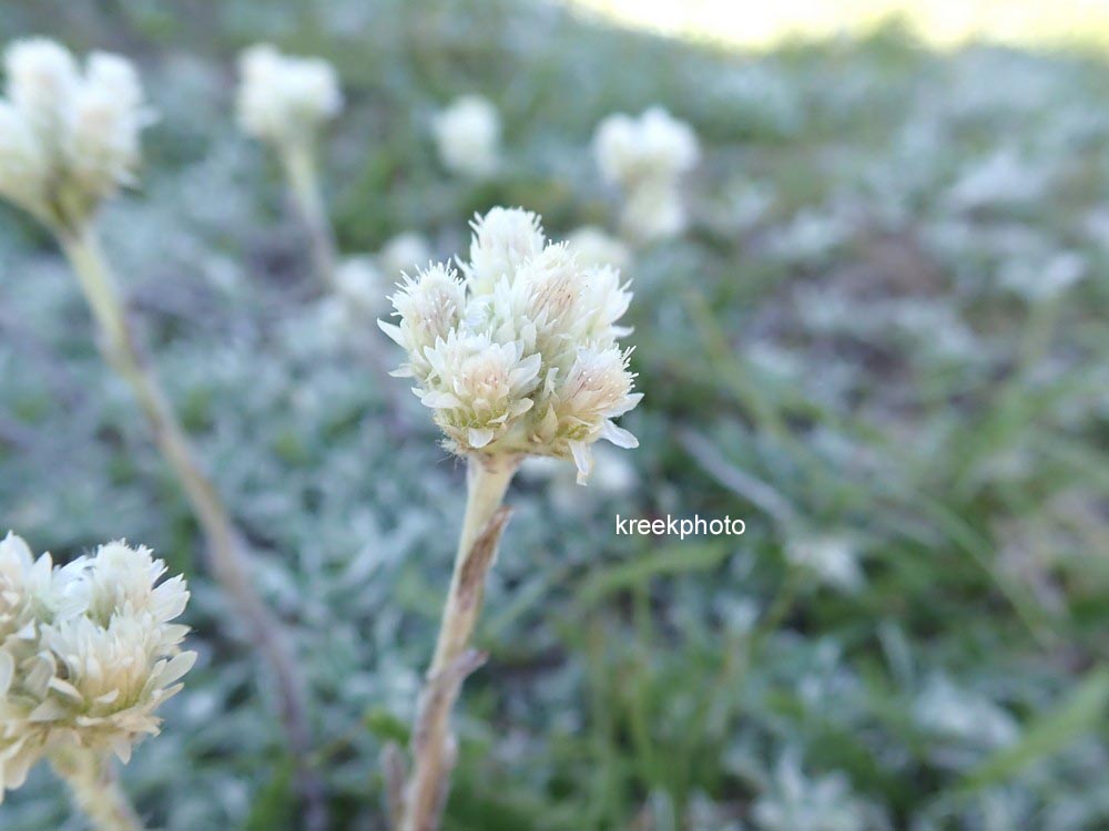 Antennaria dioica