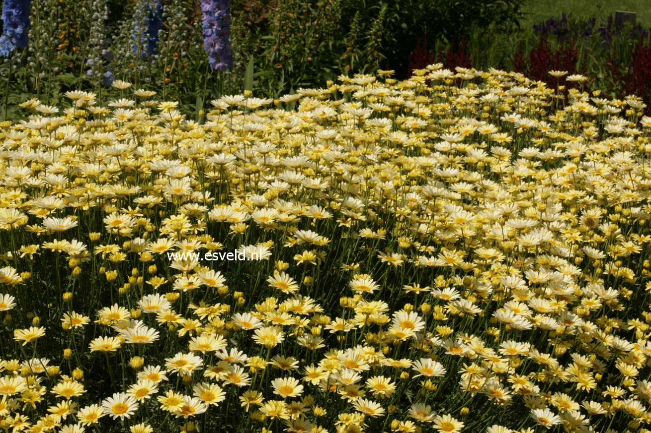 Anthemis tinctoria 'Lemon Ice'