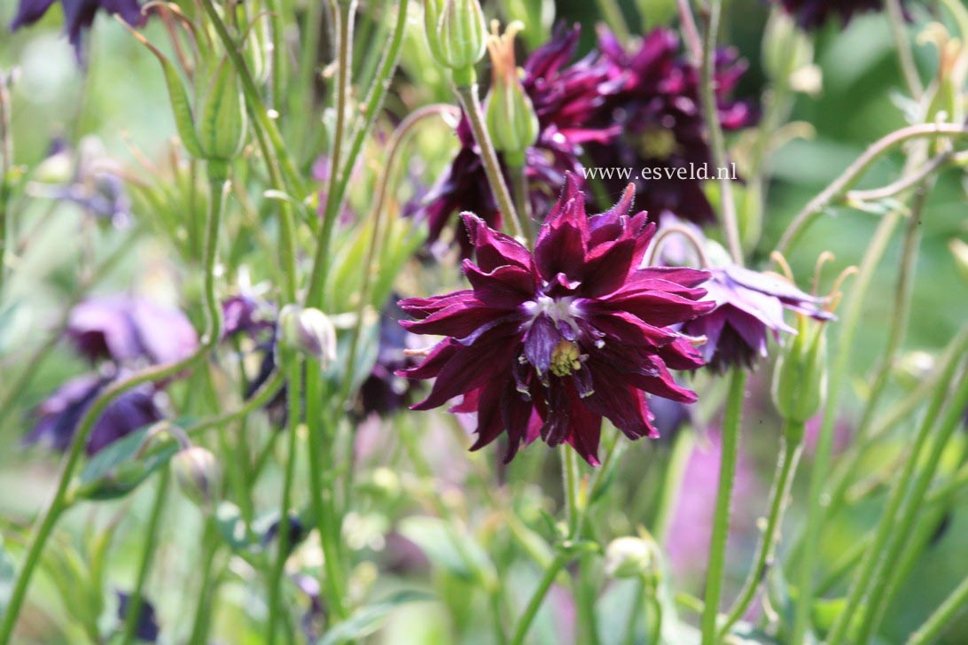 Aquilegia vulgaris 'Black Barlow'
