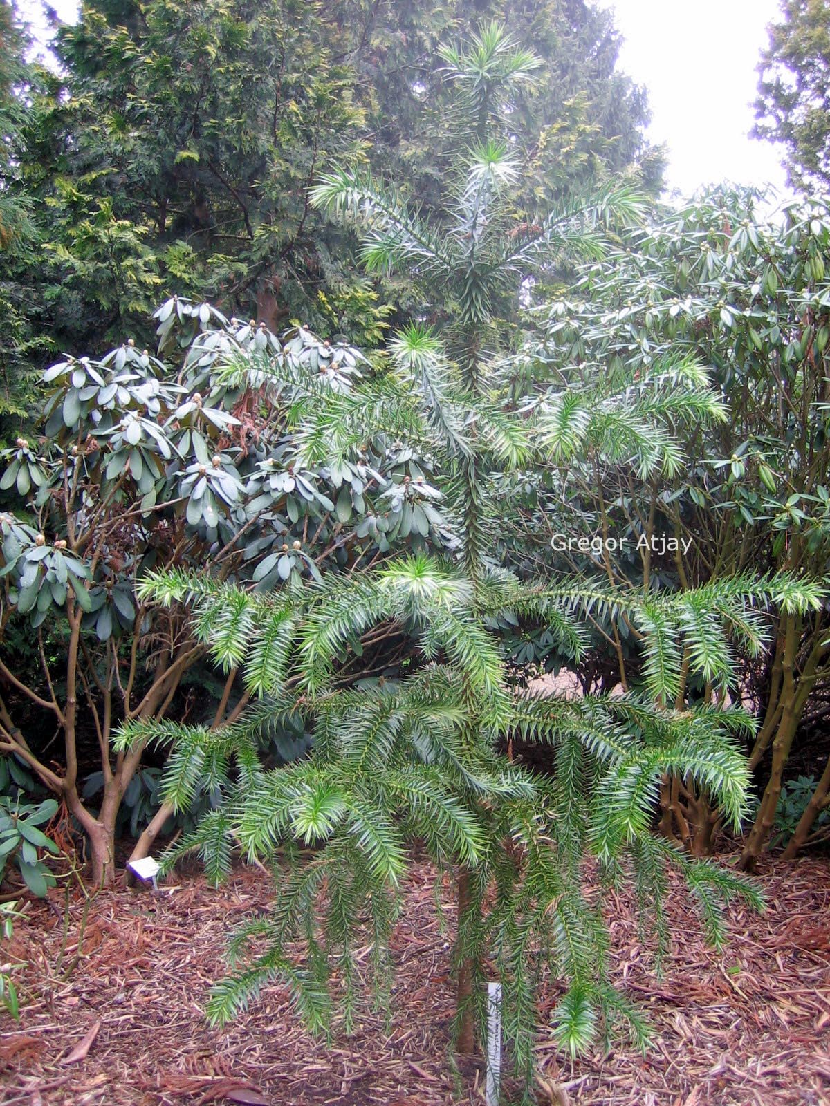 Araucaria angustifolia