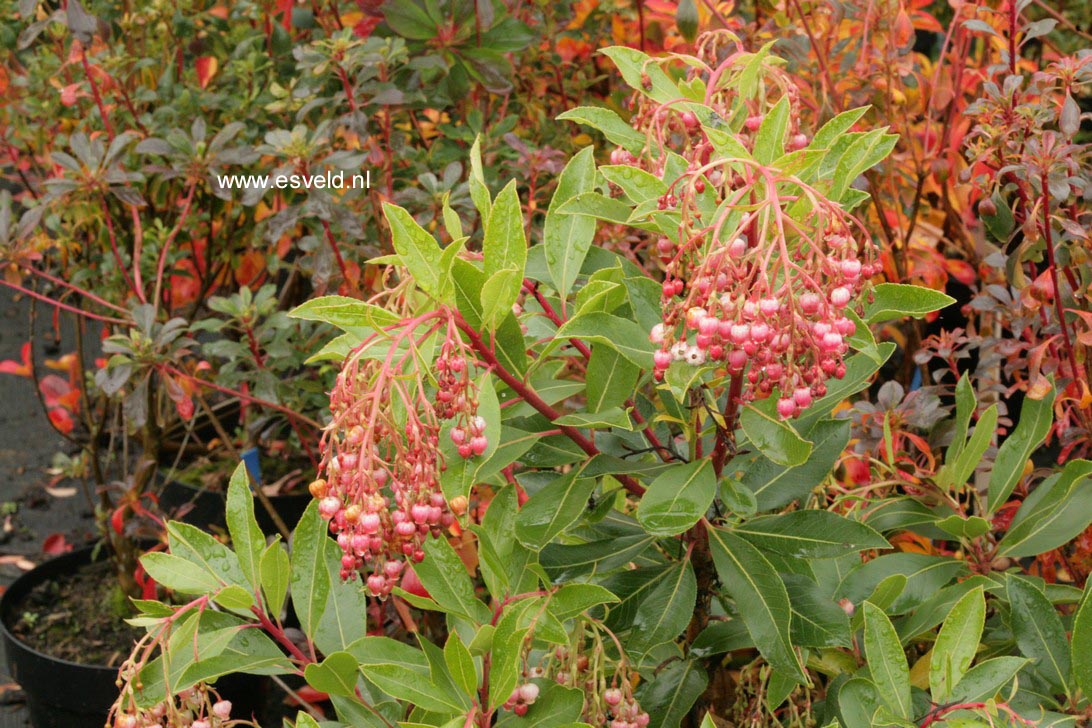 Arbutus 'Marina'