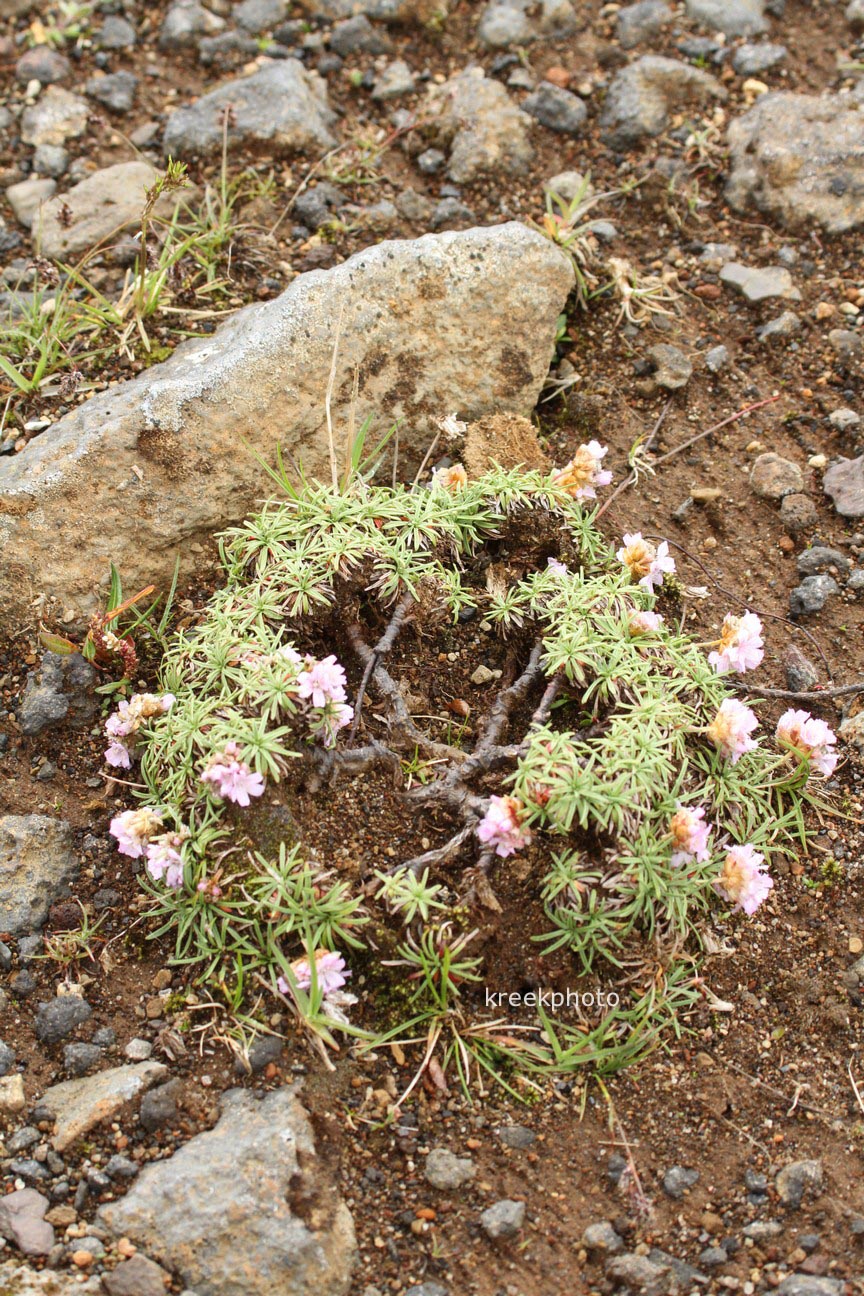 Armeria maritima