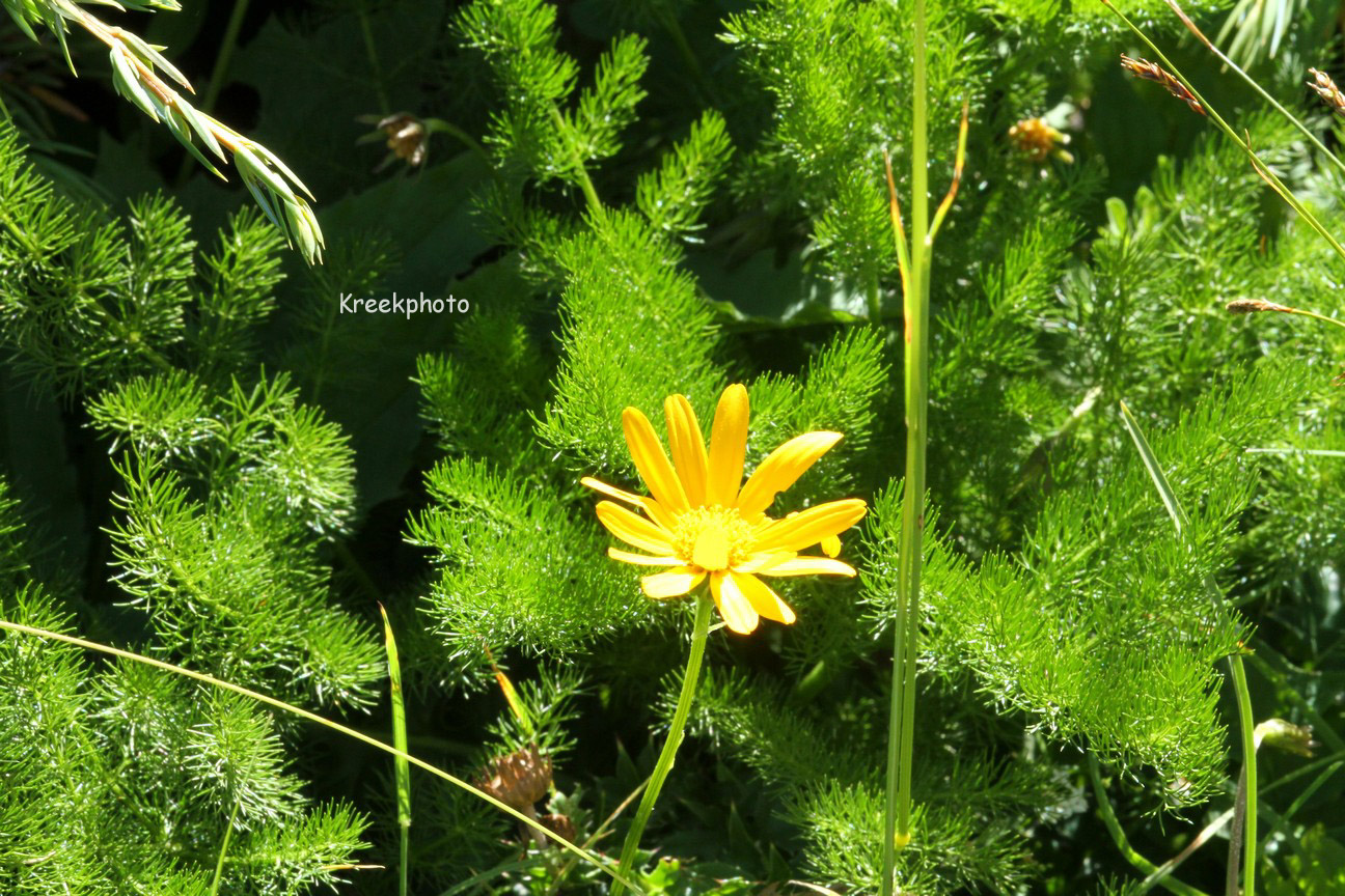 Arnica montana
