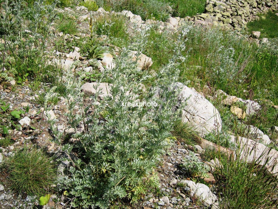 Artemisia absinthium