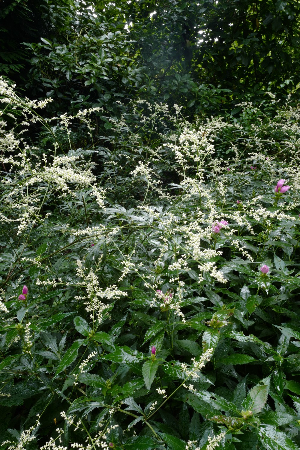 Artemisia lactiflora