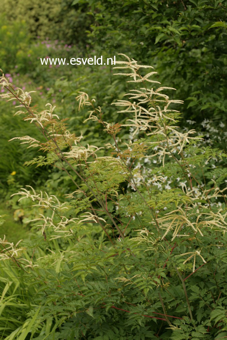 Aruncus 'Horatio'