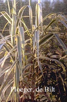 Arundo donax 'Versicolor'