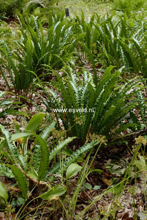 Asplenium scolopendrium 'Angustifolia'