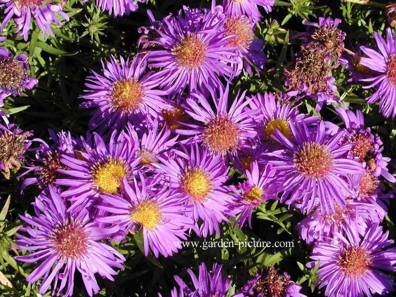Aster dumosus 'Augenweide'