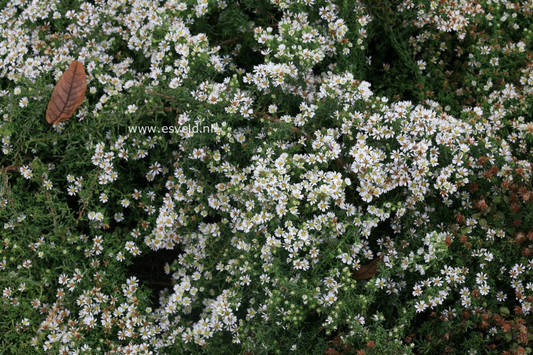 Aster ericoides 'Snowflurry'