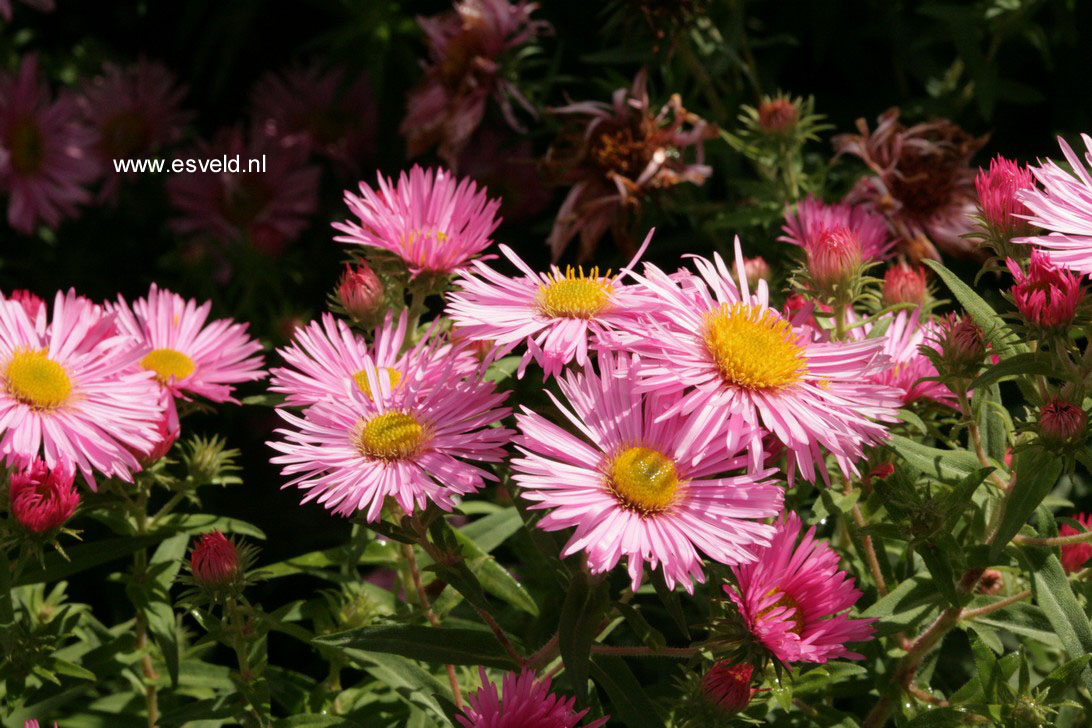 Aster novae-angliae 'Rosa Sieger'