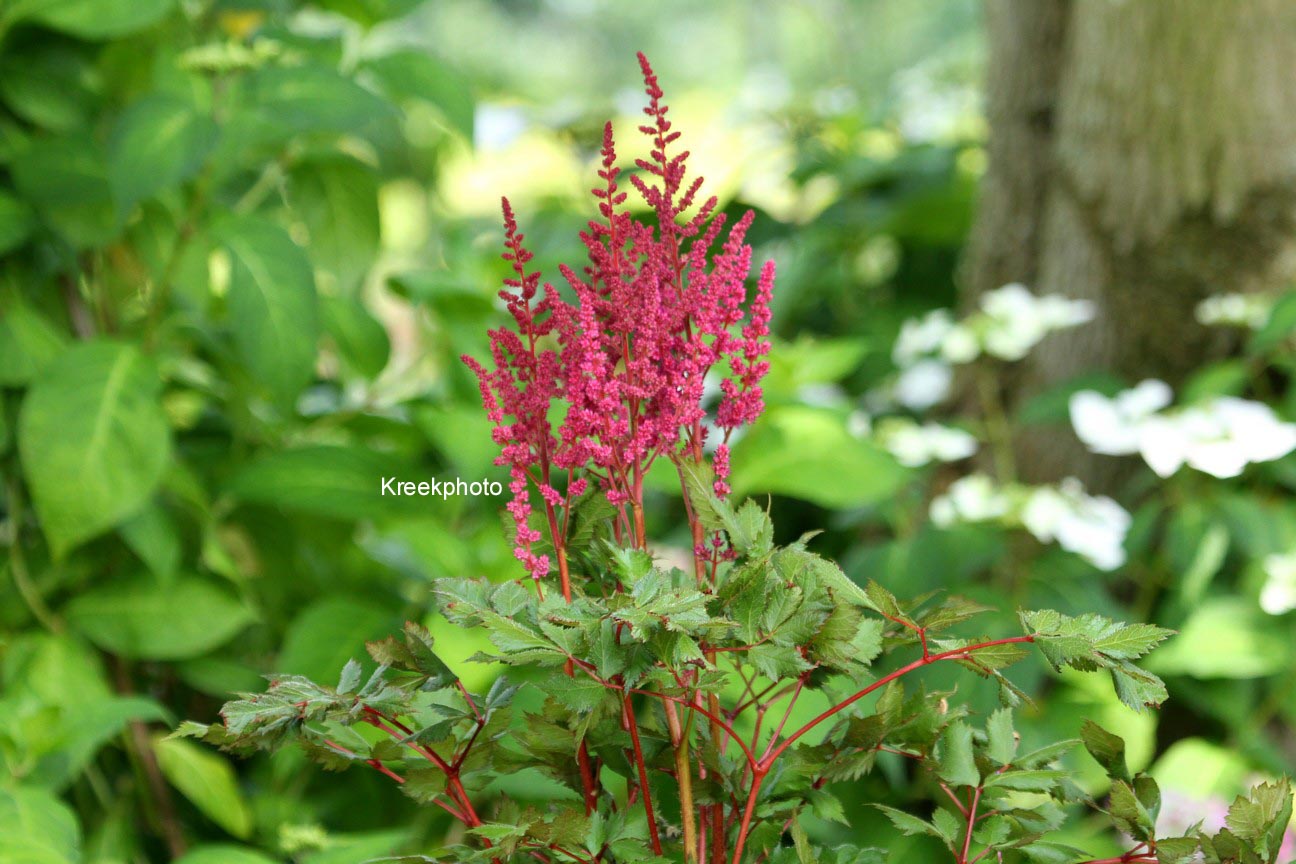 Astilbe chinensis 'Vision in Red'