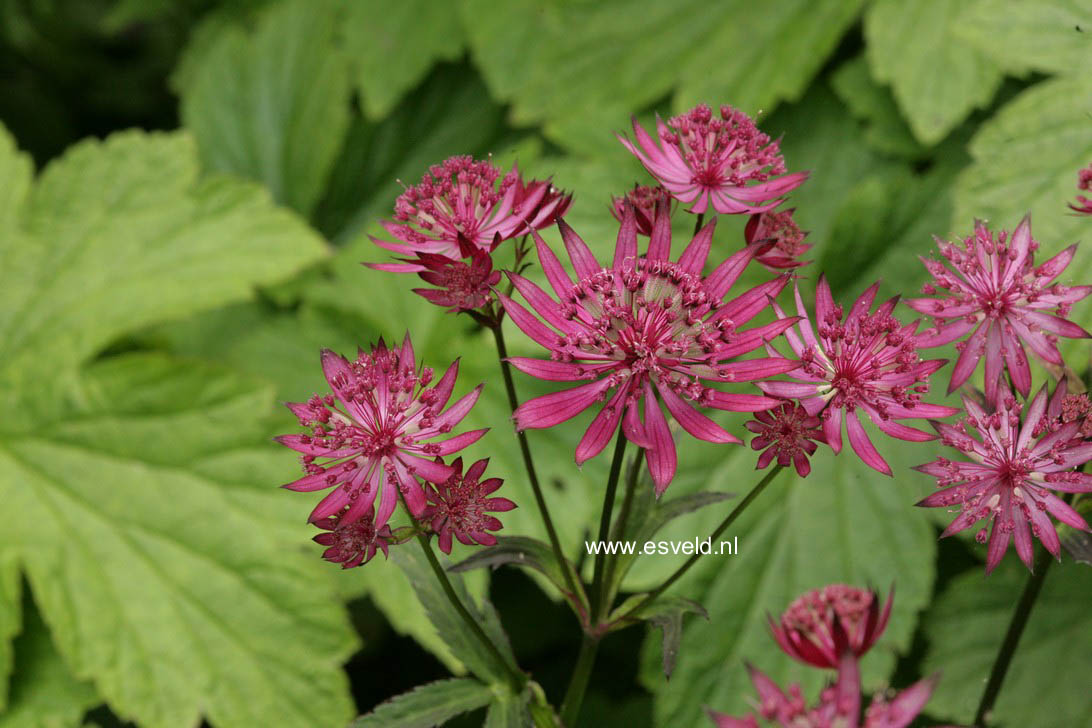 Astrantia major 'Ruby Star'