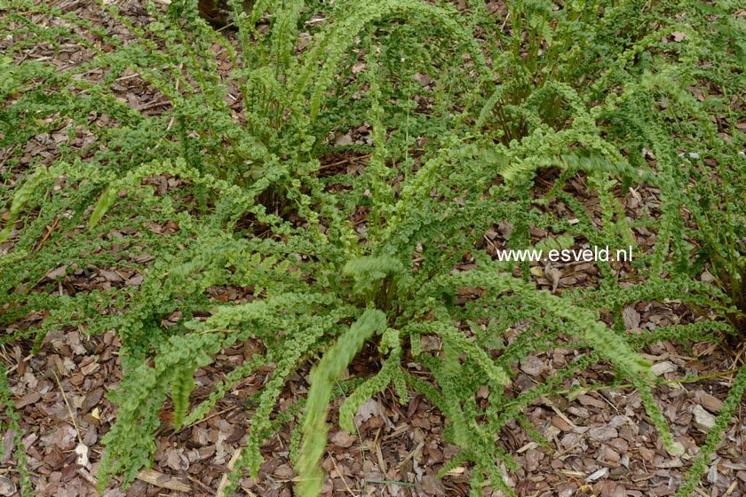 Athyrium filix-femina 'Frizelliae'