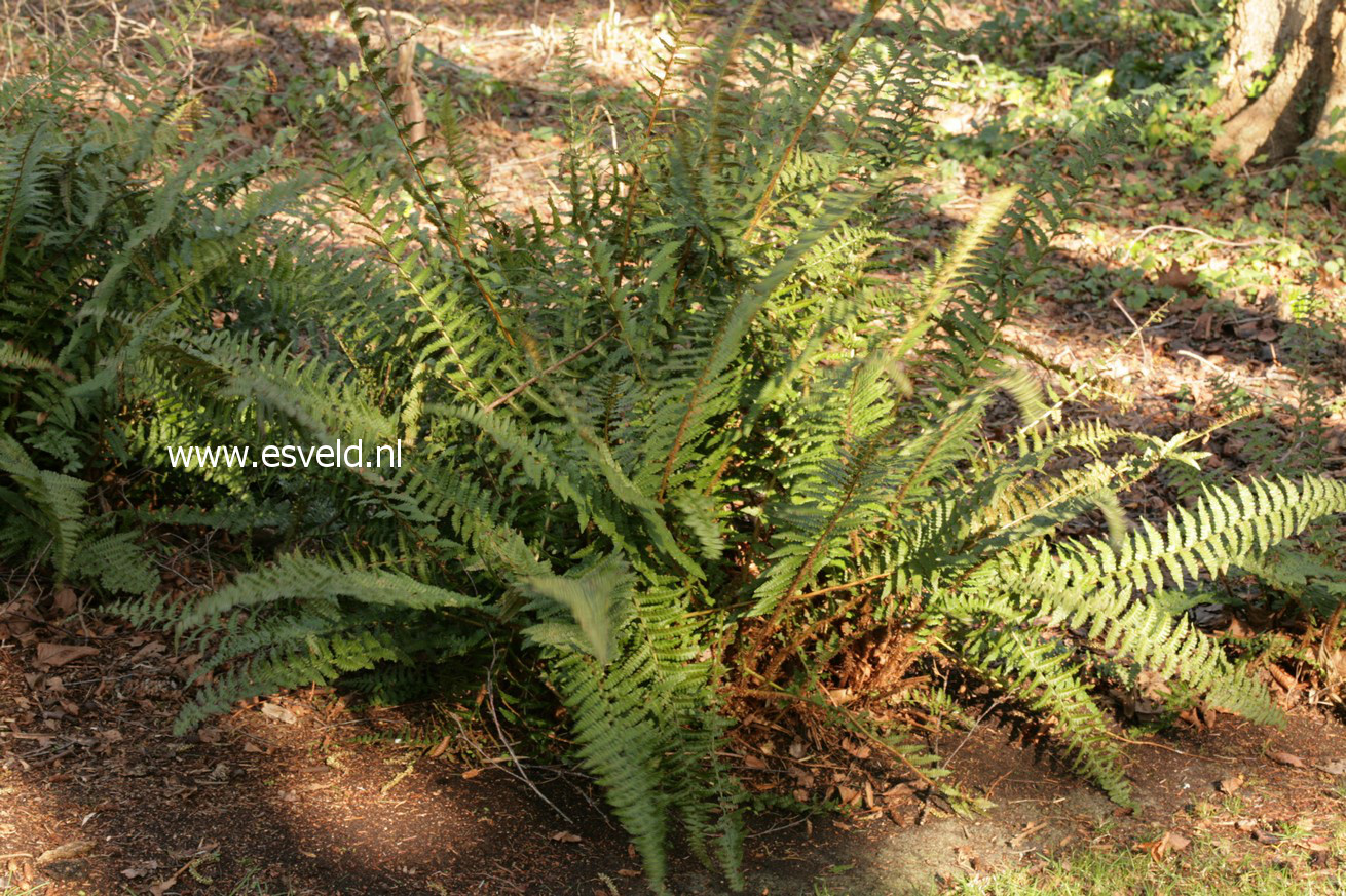 Athyrium filix-femina 'Rotstiel'