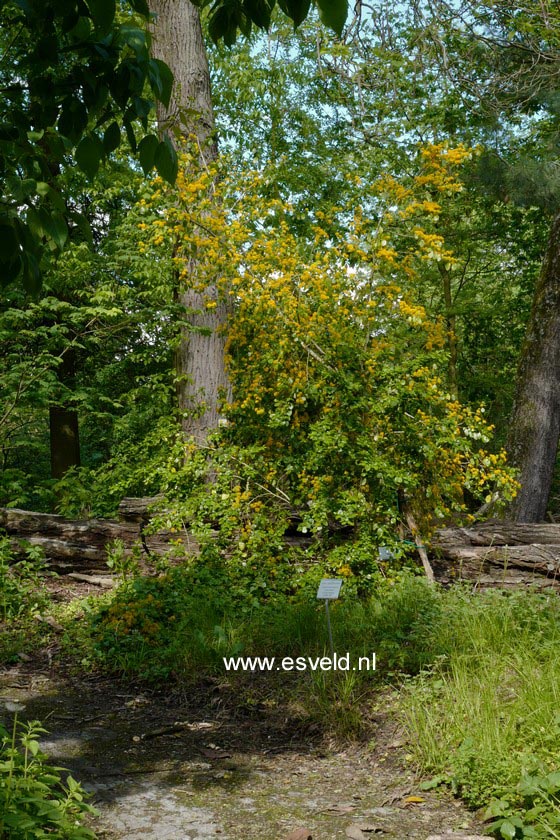 Azara dentata