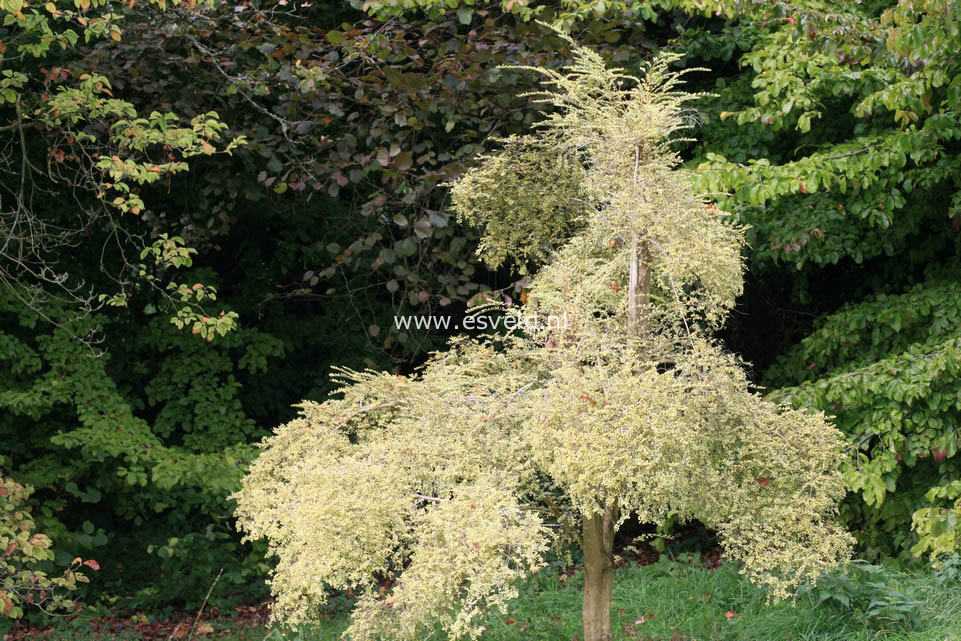 Azara microphylla 'Variegata'