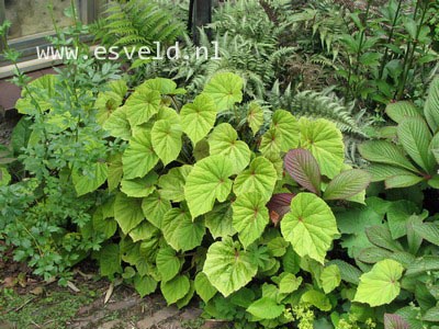 Begonia grandis