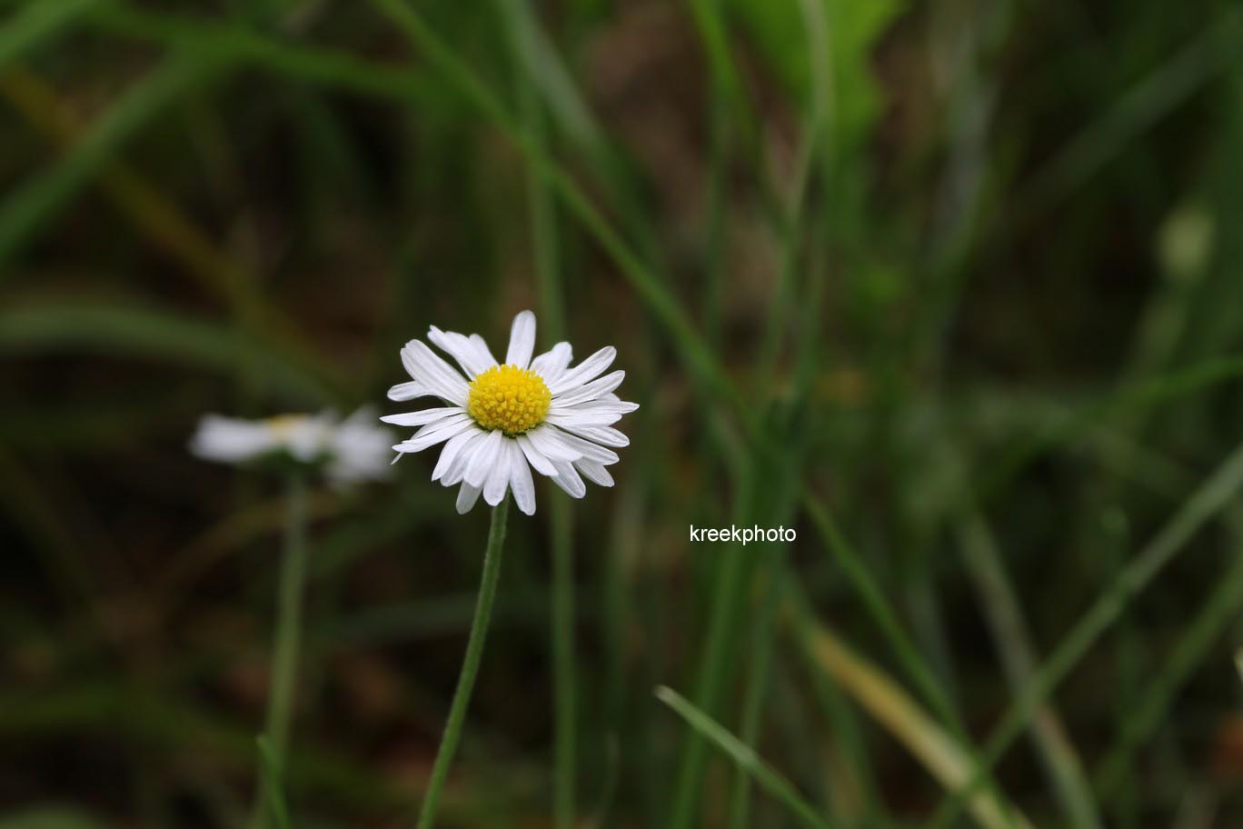 Bellis perennis