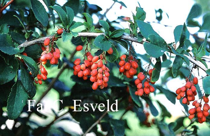 Berberis 'Red Tears'
