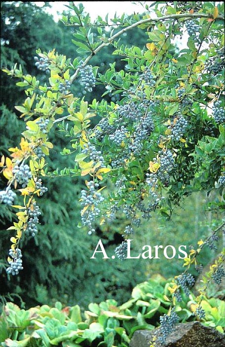 Berberis aristata