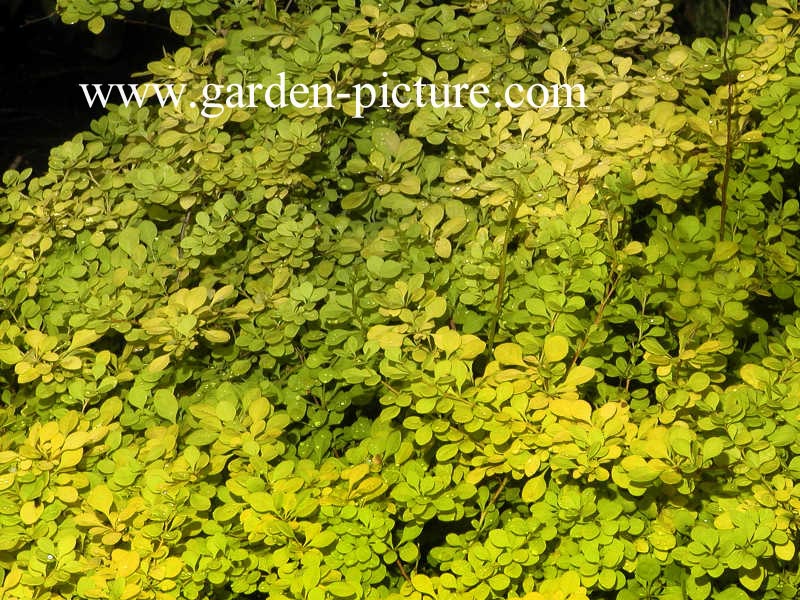 Berberis thunbergii 'Aurea'