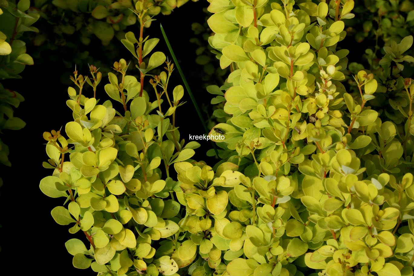 Berberis thunbergii 'Maria'