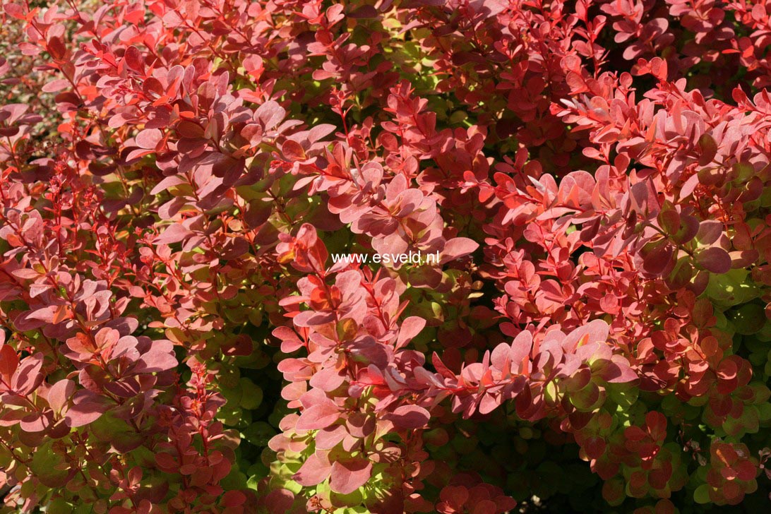 Berberis thunbergii 'Orange Rocket'