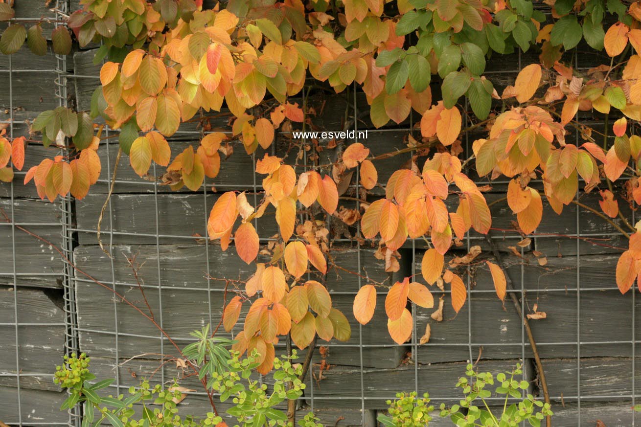 Berchemia racemosa