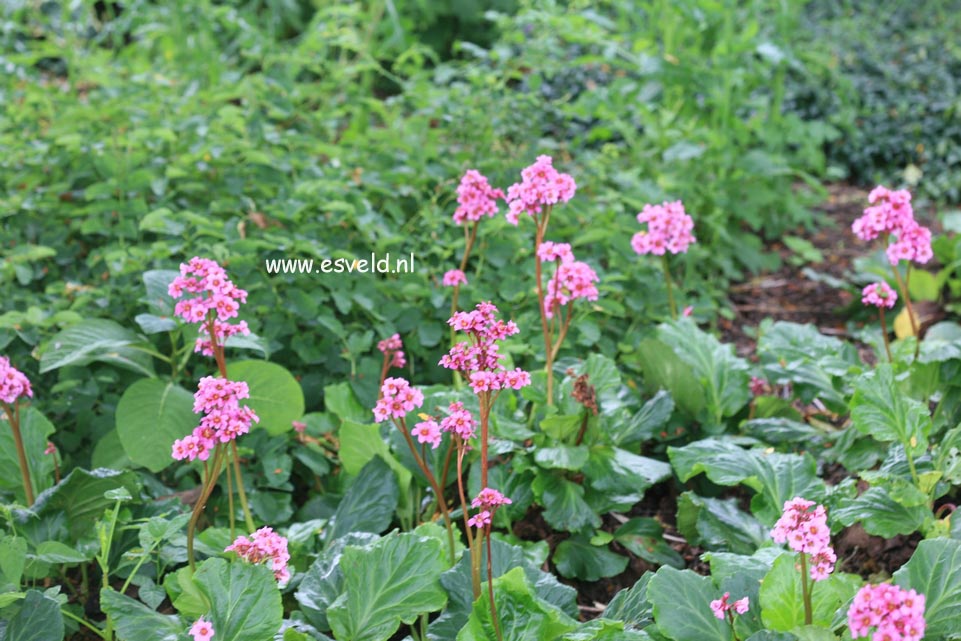 Bergenia 'Morgenrote'