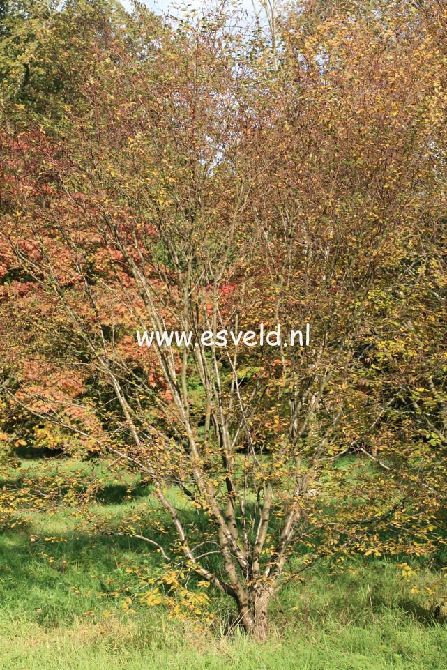 Betula chichibuensis