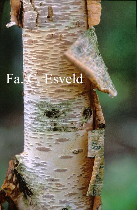 Betula ermanii 'Grayswood Hill'