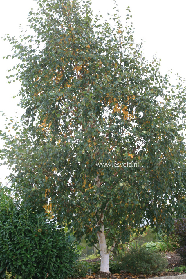Betula ermanii 'Polar Bear'