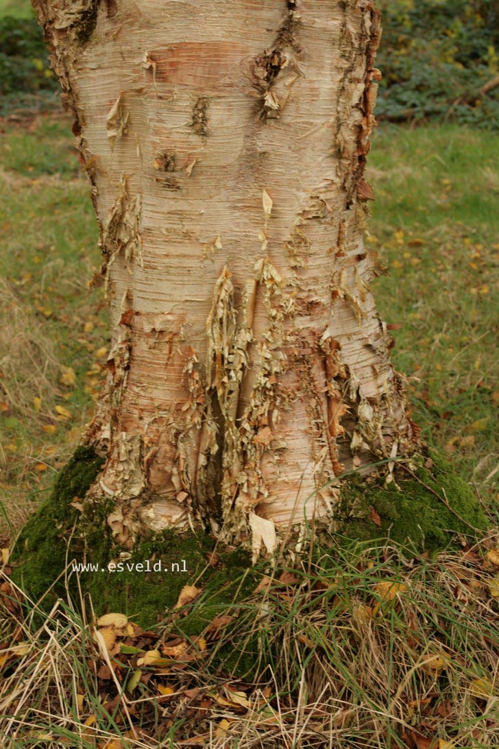 Betula ermanii var. subcordata