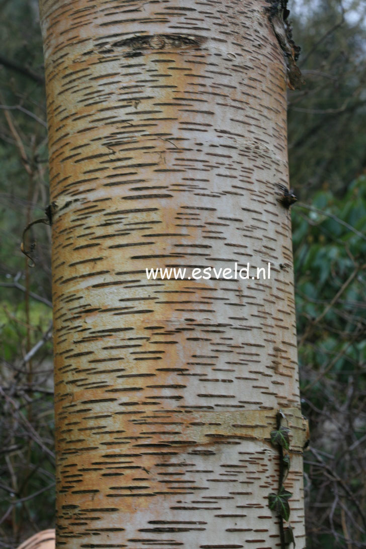 Betula maximowicziana