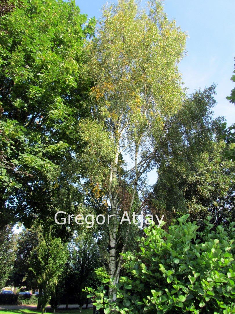 Betula pendula 'Crispa'
