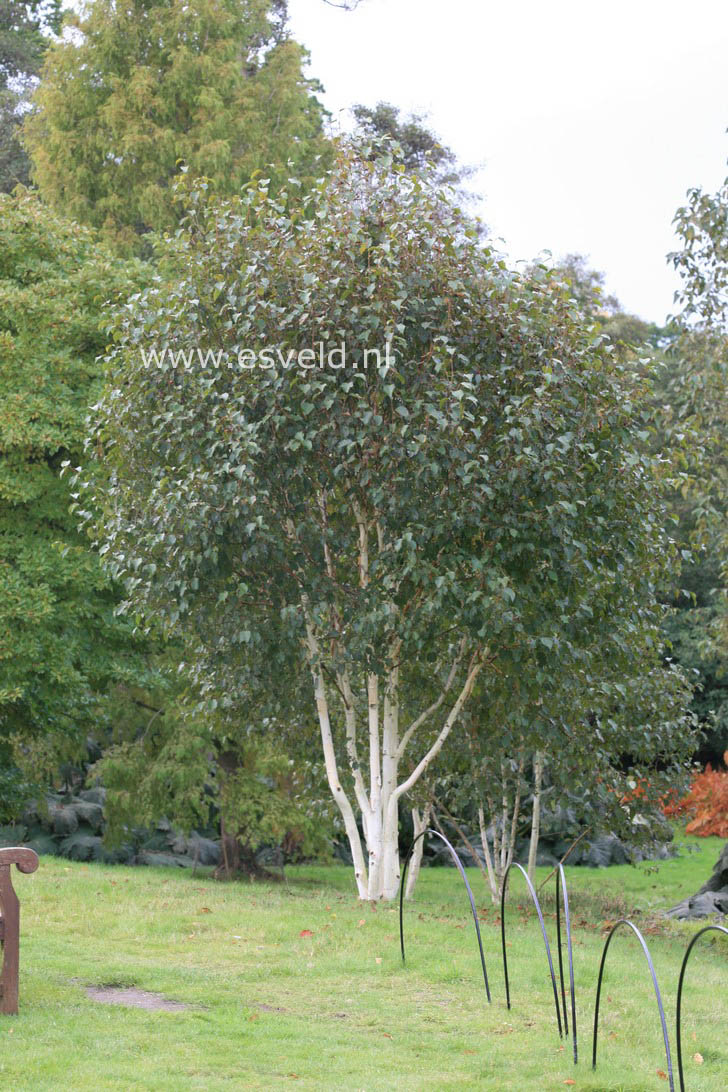 Betula utilis 'Grayswood Ghost'