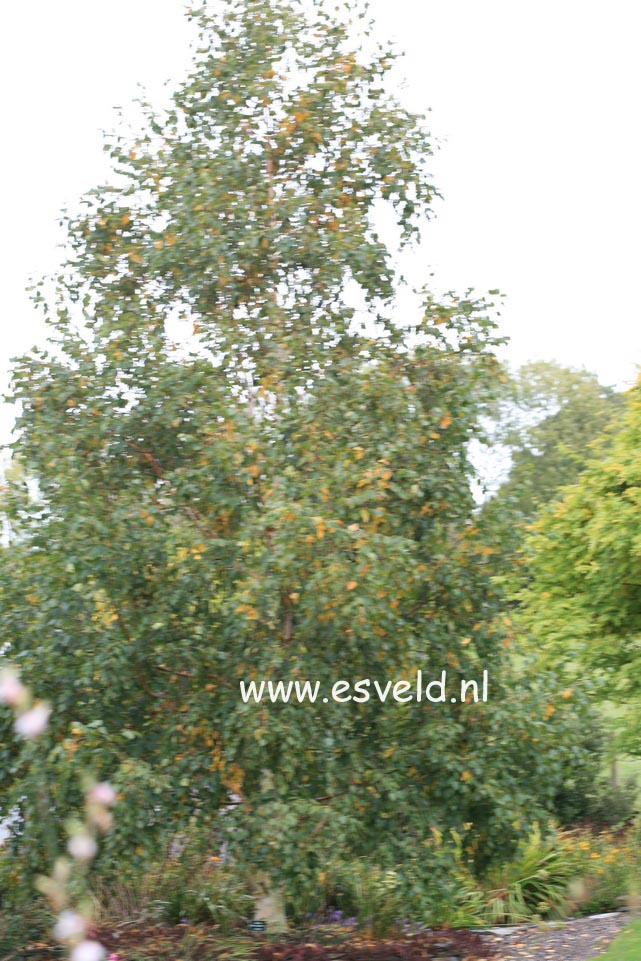 Betula utilis 'Jermyns'