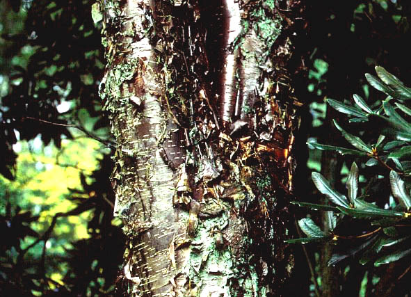 Betula utilis prattii