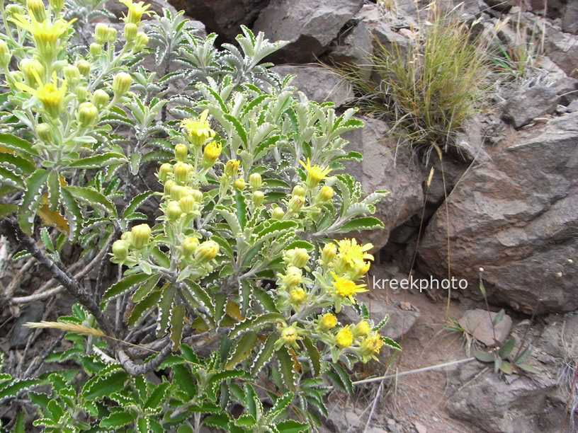 Brachyglottis monroi