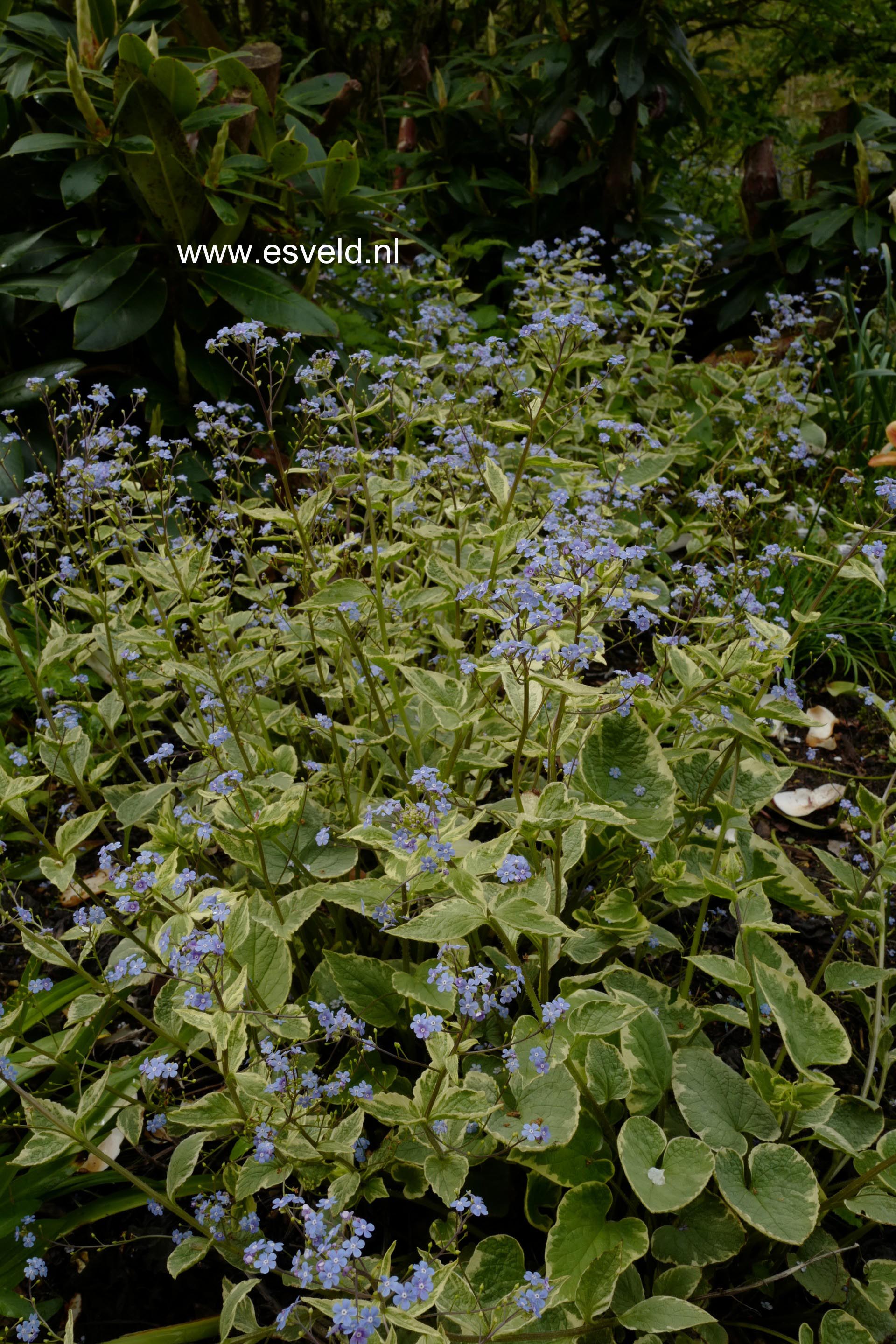Brunnera macrophylla 'Dawson's White'