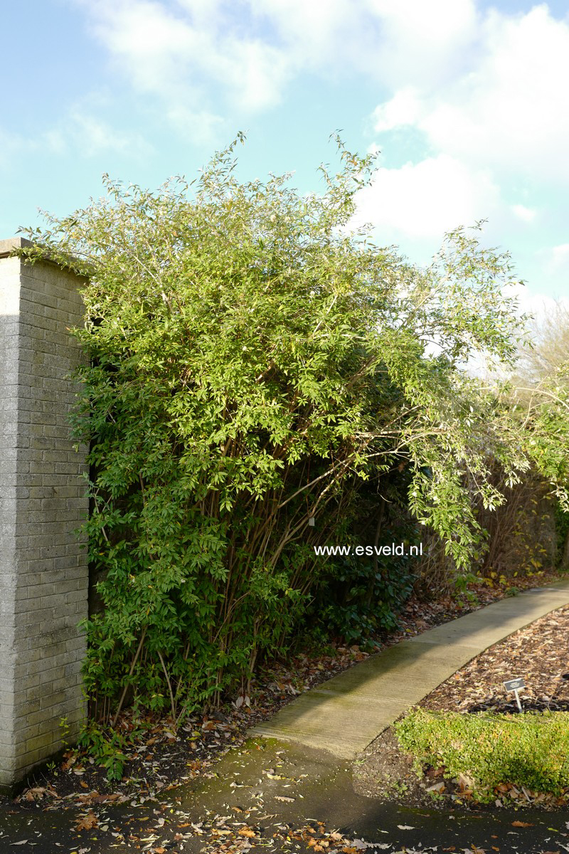 Buddleja auriculata