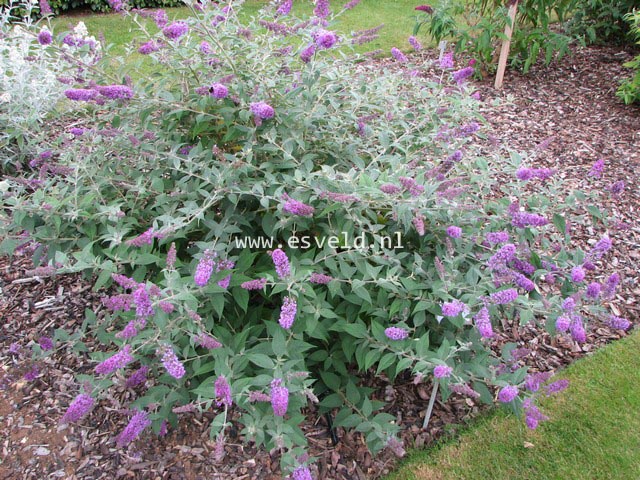 Buddleja davidii 'Blue Chip'
