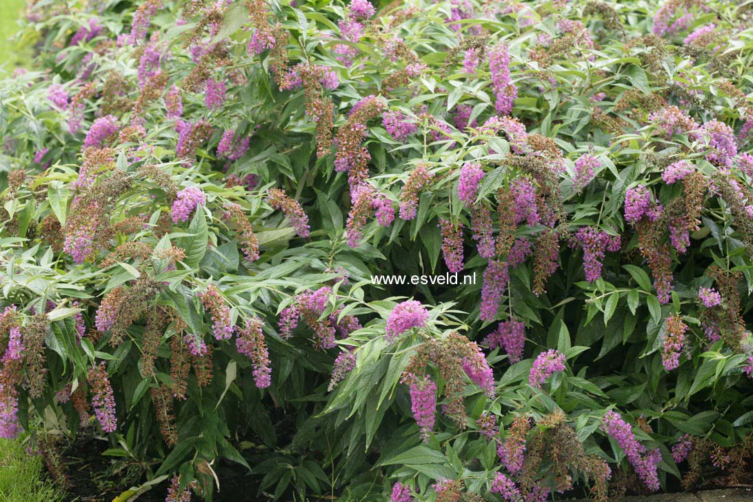 Buddleja davidii 'Miss Ruby'