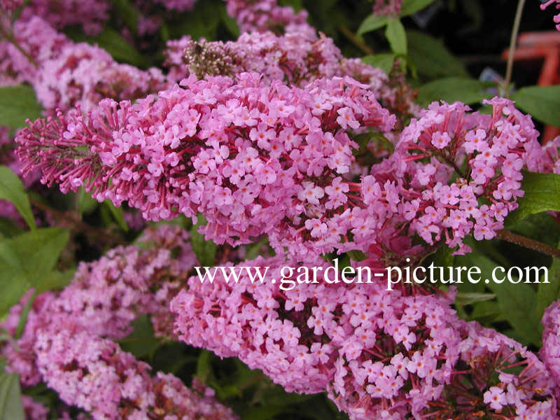 Buddleja davidii 'Pink Delight'