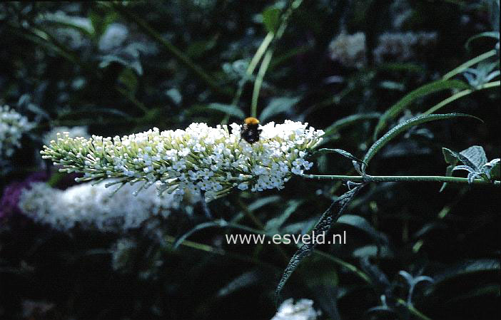 Buddleja davidii 'White Spread'